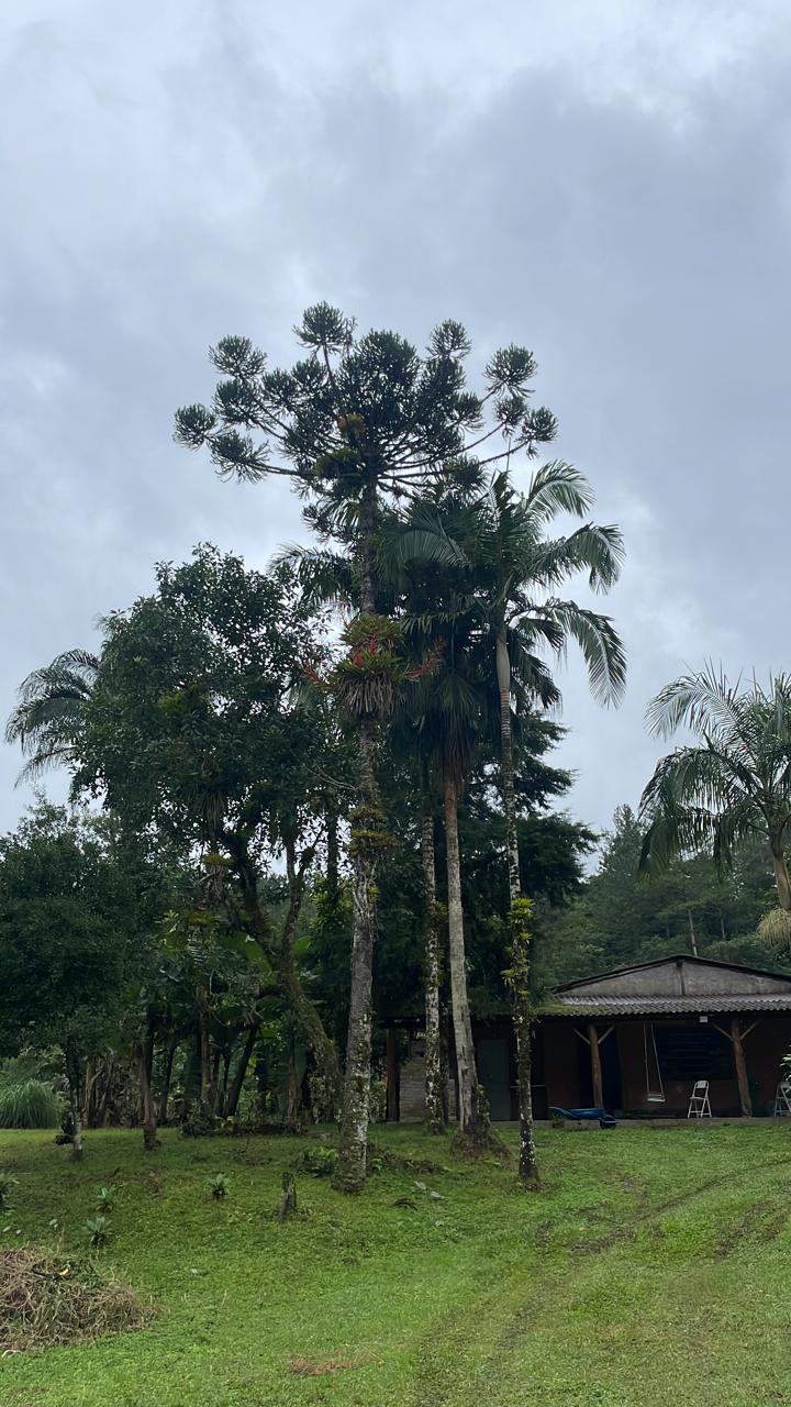 Árvores nativas, araucárias e palmeiras